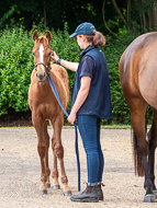 KS300622-79 - Cupboard Love's foal by Territories